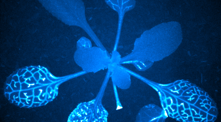 Still image of a calcium wave (light blue) that has travelled from a wounded leaf along the veins of Arabidopsis thaliana to reach distant leaves Credit: Dr Annalisa Bellandi and Professor Christine Faulkner
