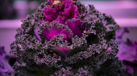 Brassica