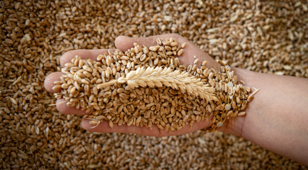 Wheat ear in a hand