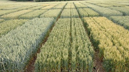 Wheat in a field
