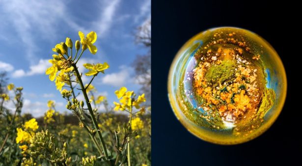 Plants and microbes