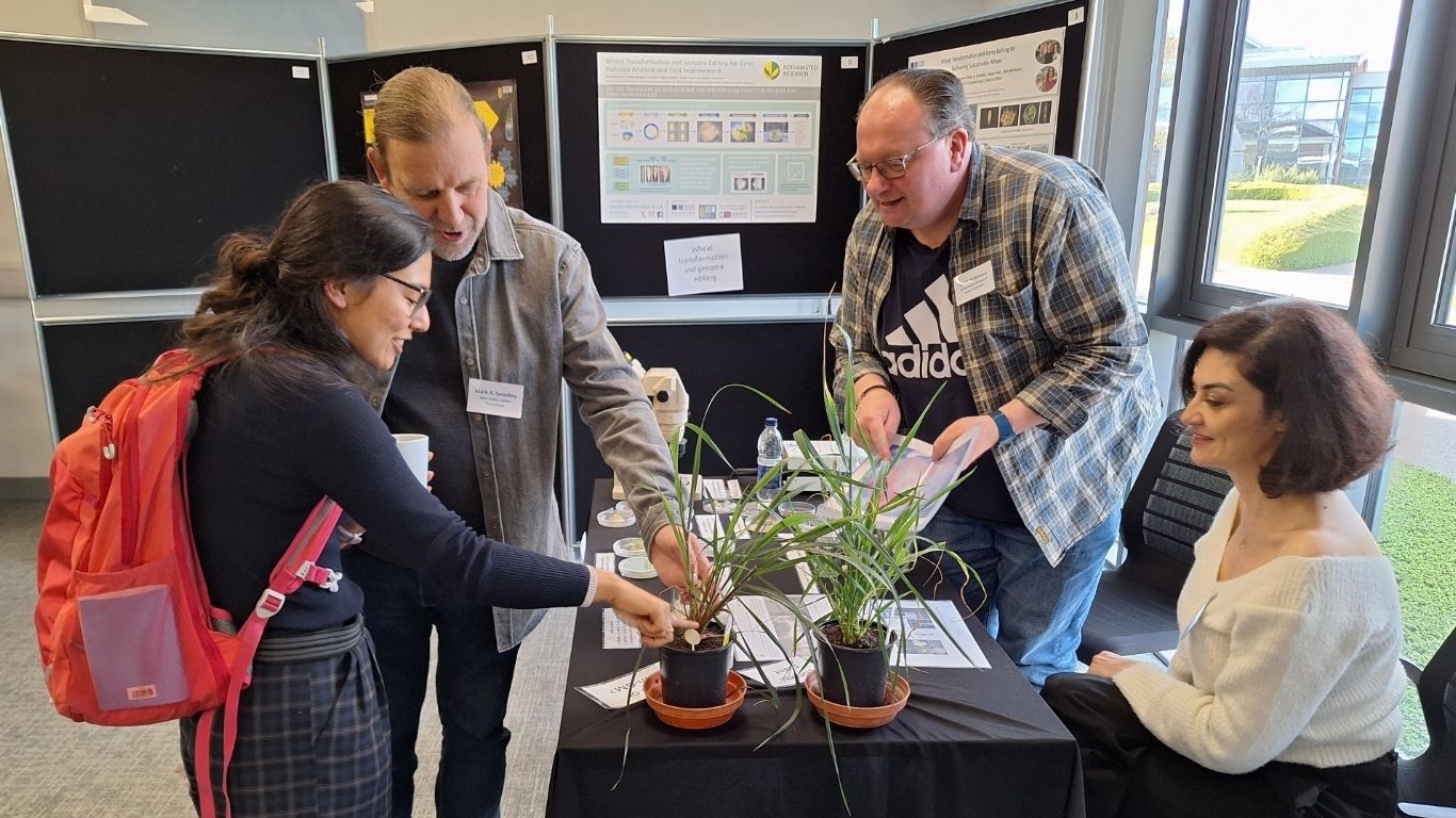 The Wheat transformation and gene editing team from the John Innes Centre, and the Crop Transformation and Genome Editing Unit from Rothamsted Research, worked together to create a science showcase about genome editing in wheat.