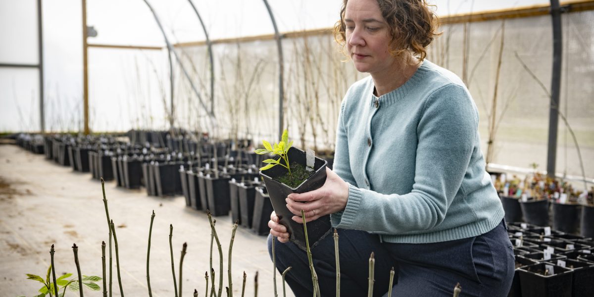 The fast-track tree breeding method that is restoring ash to the landscape | John Innes Centre