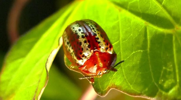 Tortoise beetle