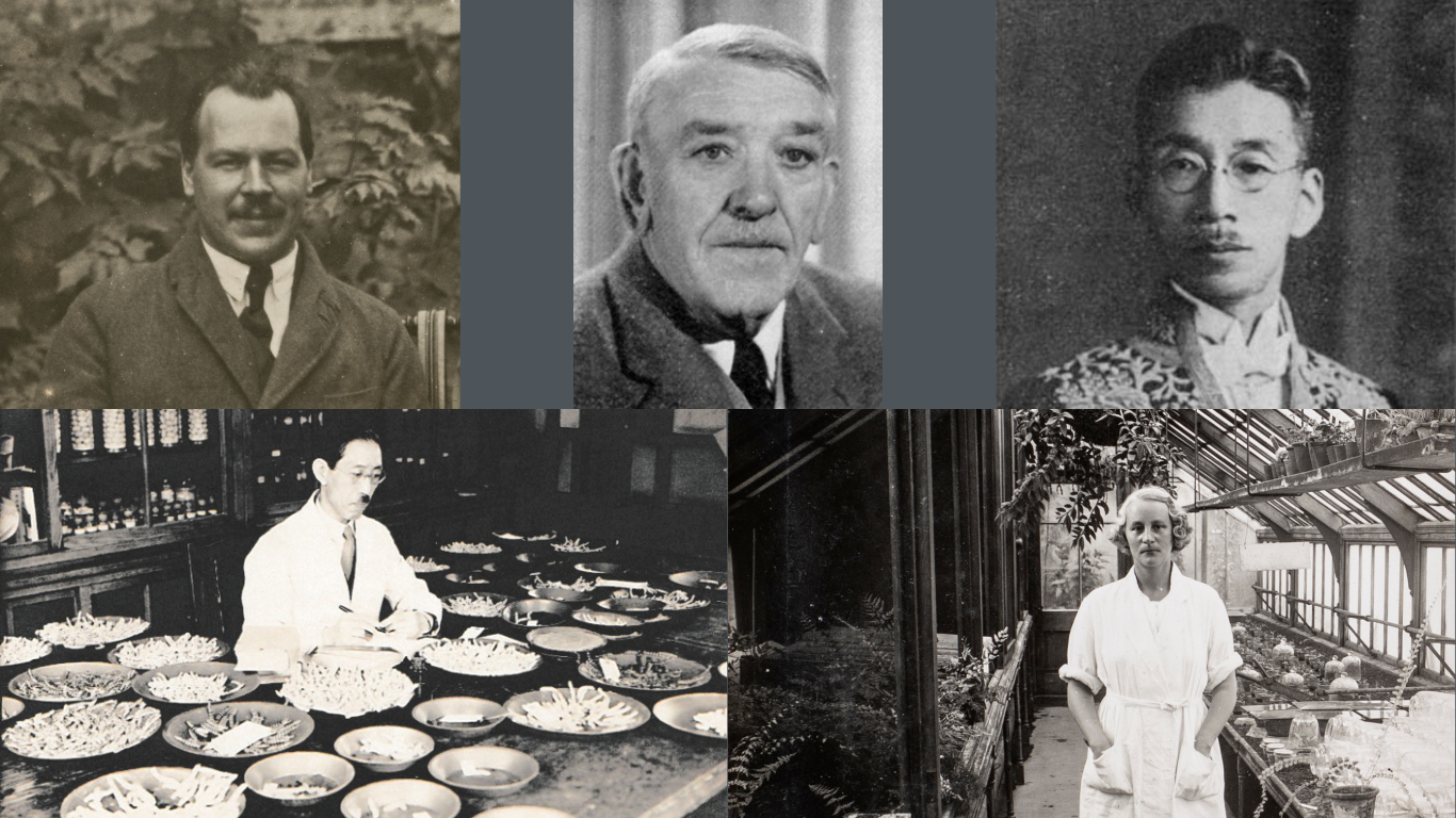 Top row, left to right: Photograph of Nikolai Vavilov, 1935 (Sansome Album, Historic Collections). Portrait of Jean Bintner from Journal of the Kew Guild, 1968 (courtesy of the Kew Guild). Portrait of Kenkichi Matsui, 1954 (image from Wikimedia Commons).
Bottom row, left to right: Yoshimaro Tanaka surveying larval characters, c.1937 (courtesy of the Domestic Silkworm Development Center, Institute of Genetic Resources, Faculty of Agriculture, Kyushu University). Andersson Kotto in the fern glasshouse at The John Innes Horticultural Institute, Merton, 1920s (John Innes Centre Archive, Historic Collections).
