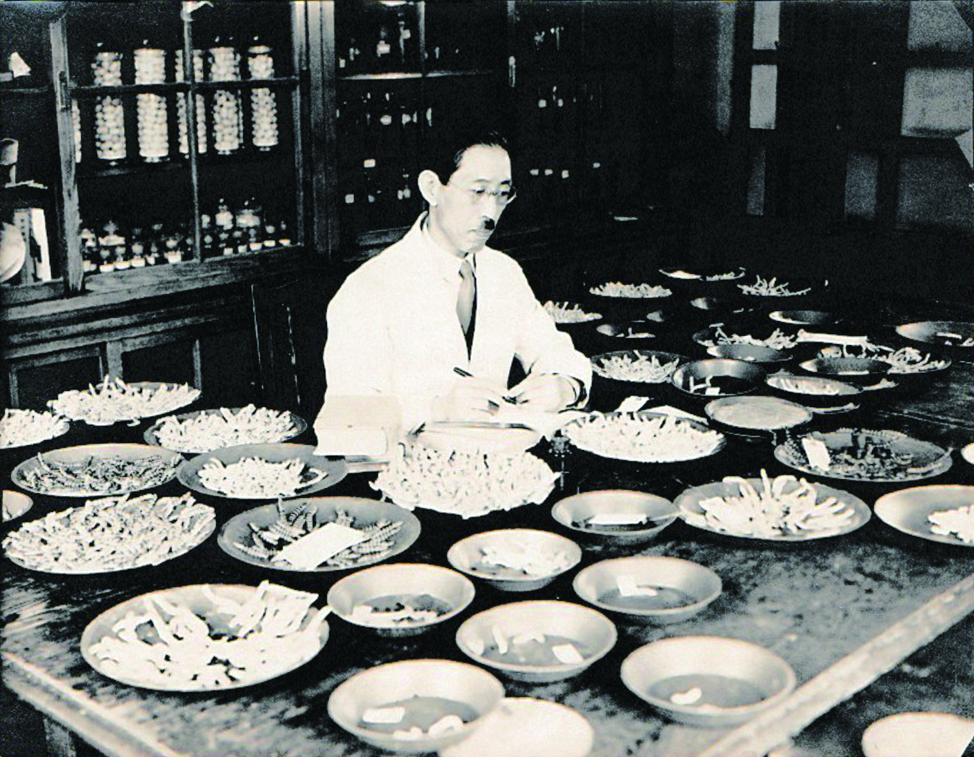 Yoshimaro Tanaka surveying larval characters, c.1937 (courtesy of the Domestic Silkworm Development Center, Institute of Genetic Resources, Faculty of Agriculture, Kyushu University).